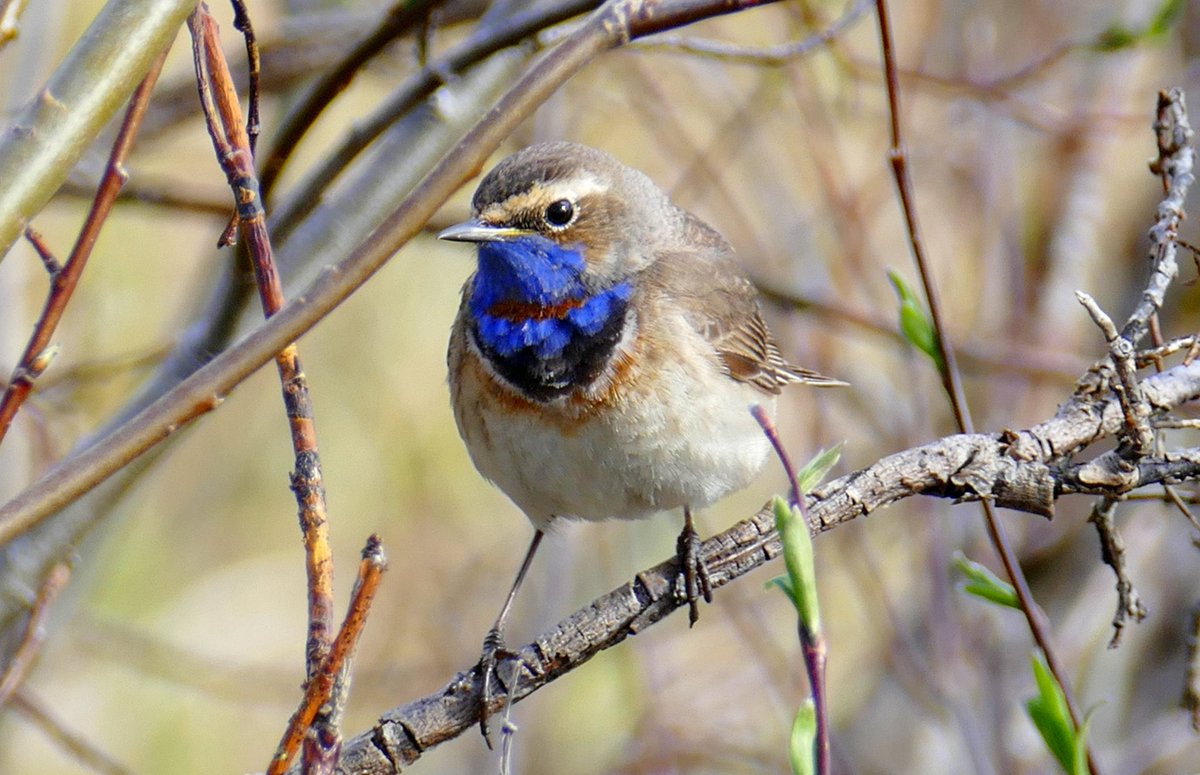 Happy #Saturday everyone, hope you have a lovely day! Red-spotted Bluethroat photographed in Finland #weekend #birds #birdwatching #NatureBeauty