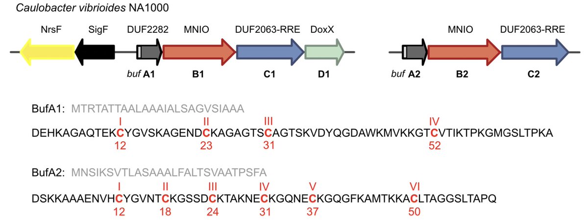 A widespread family of ribosomal peptide metallophores involved in bacterial adaptation to copper stress

✍️Laura Leprevost, Sophie Jünger and colleagues
@CIILofficiel @Le_Museum @TBI_Biotech @RechercheUlille @INRAE_MICALIS 

biorxiv.org/content/10.110…