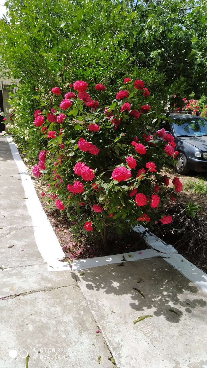 Καλημέρα και καλή Ανάσταση