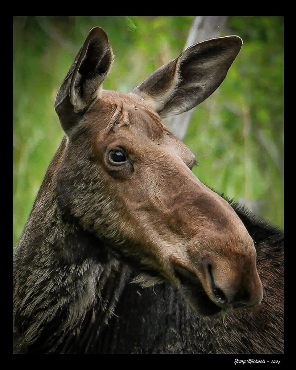 'NORTHERN FRIENDS' instagram.com/p/C5AhGRFg_Hy/… #AlgonquinPark #Moose #WildlifePhotography #Spring #OntarioParks #PicOfTheDay