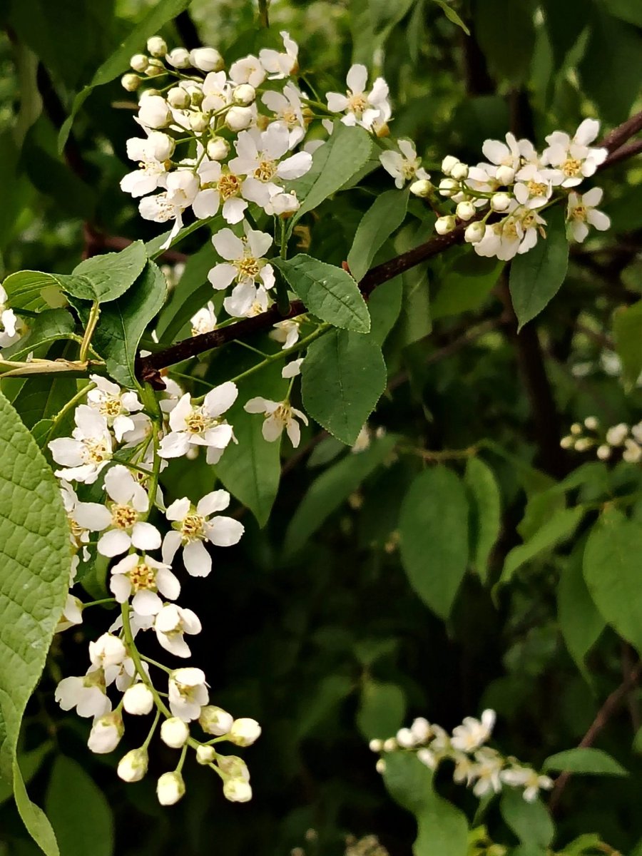 Черемуха зацвела 🍃🌿🌸