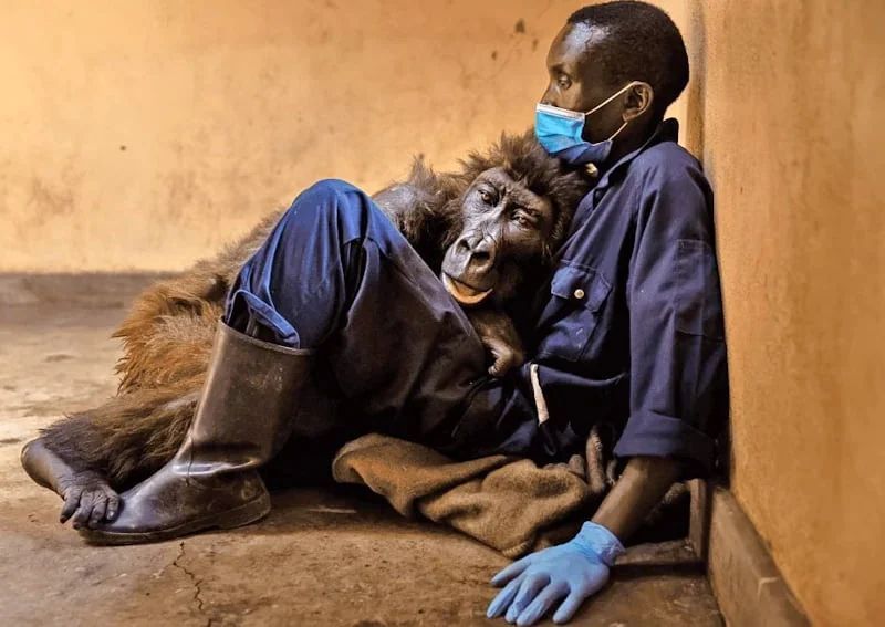 Mountain gorilla Ndakasi passes away as she lay in the arms of her rescuer and caregiver of 13 years