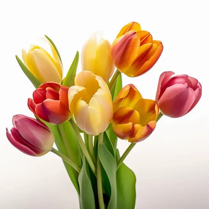 Finally, Yangyang is a tulip. Fun fact: tulips are the only florist flower that continues to grow after it’s been cut! Tulips come in a huge variety of colors and types, and are a universal symbol of spring and rebirth. Their shape is completely unique.