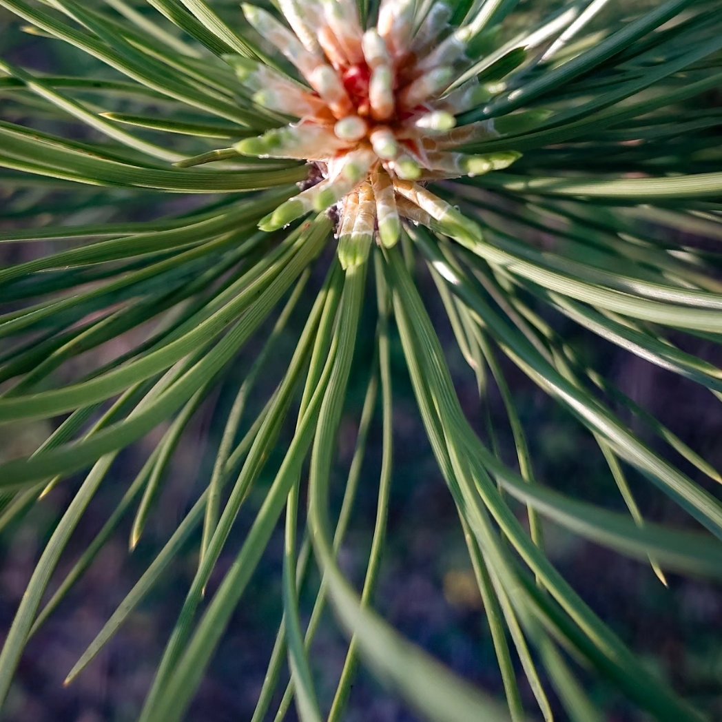 Rooted in Nature tweet media
