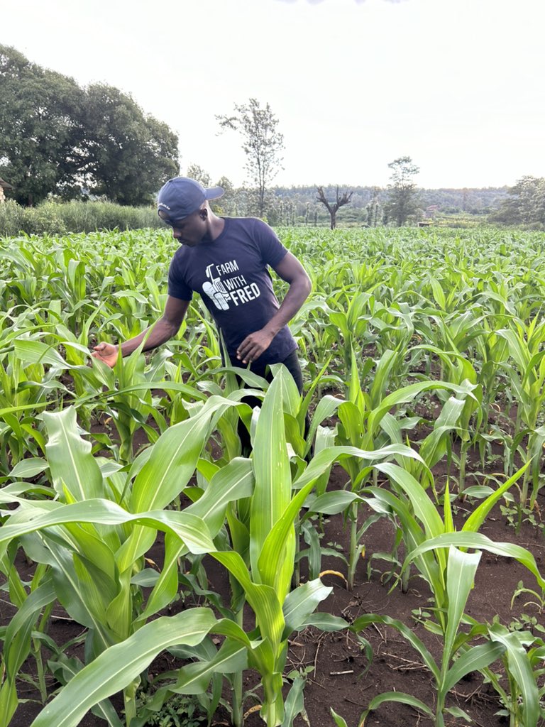 How to keep your maize farm weed free and healthy during rain season 1/10