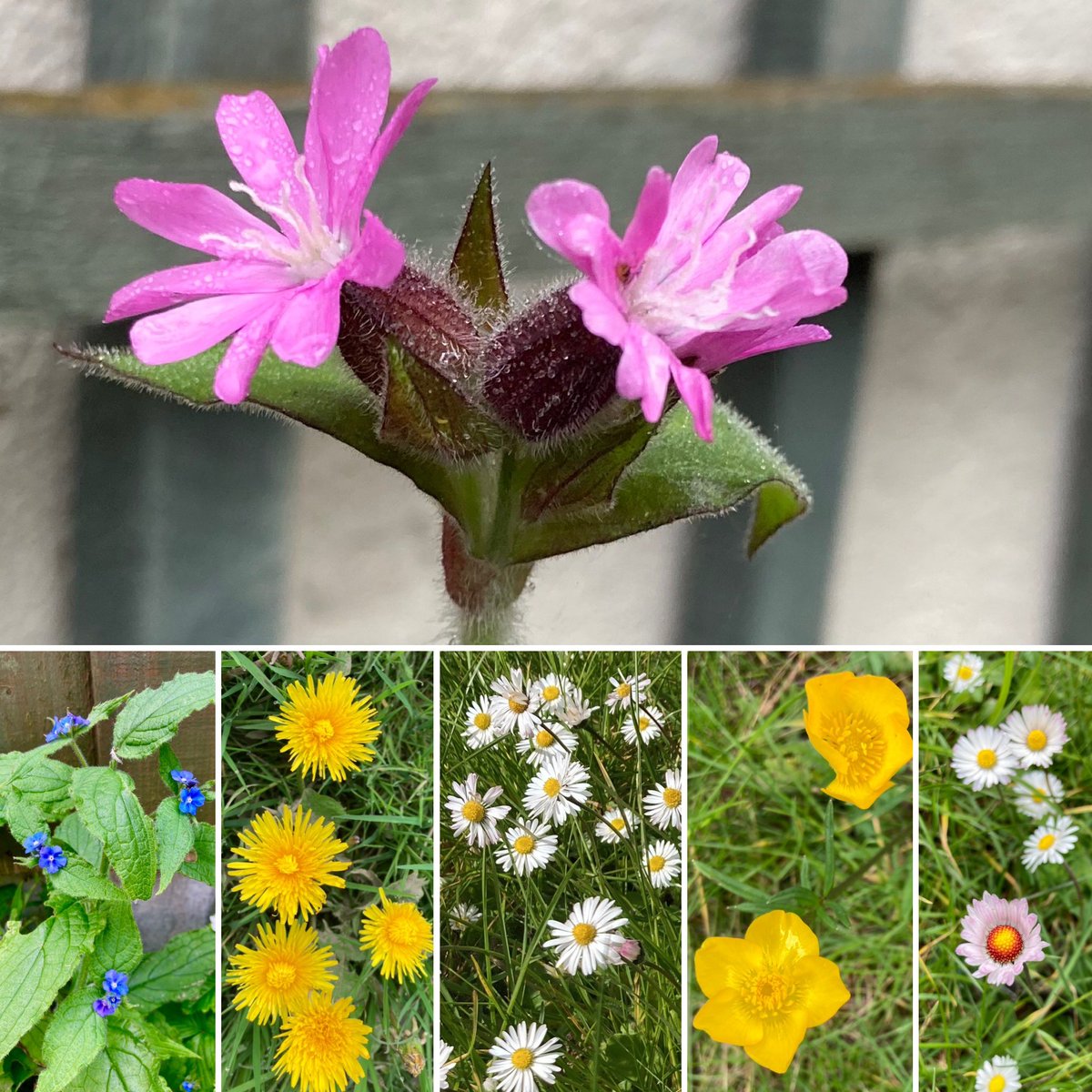Good morning with wildflowers from my garden for #SixOnSaturday and #NoMowMay Have a fun weekend! #flowers #wildflowers #garden #NatureBeauty #flowerphotography