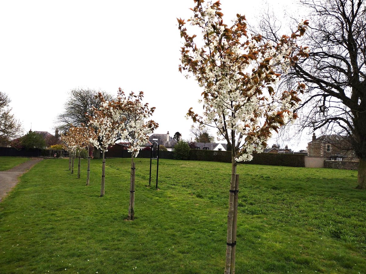 The Dawson Park Cherry Blossoms are looking lovely again this year - well worth a visit!

#BroughtyFerry