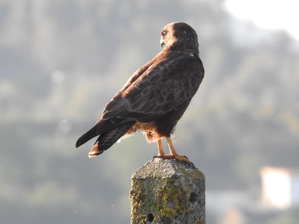 Pontevedra galicia.busardo ratonero;(miñato comun)