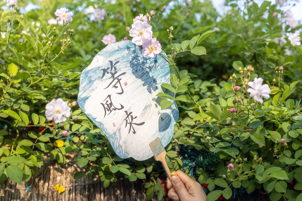 Surround yourself with beautifully crafted lacquer fans, set against a backdrop of blooming roses and thatched roofs... Discover the new hot spot in #Jiangsu Yangzhou — Pishi Street, where the lacquer fans have become a must-visit attraction for tourists. #CulturalJourney