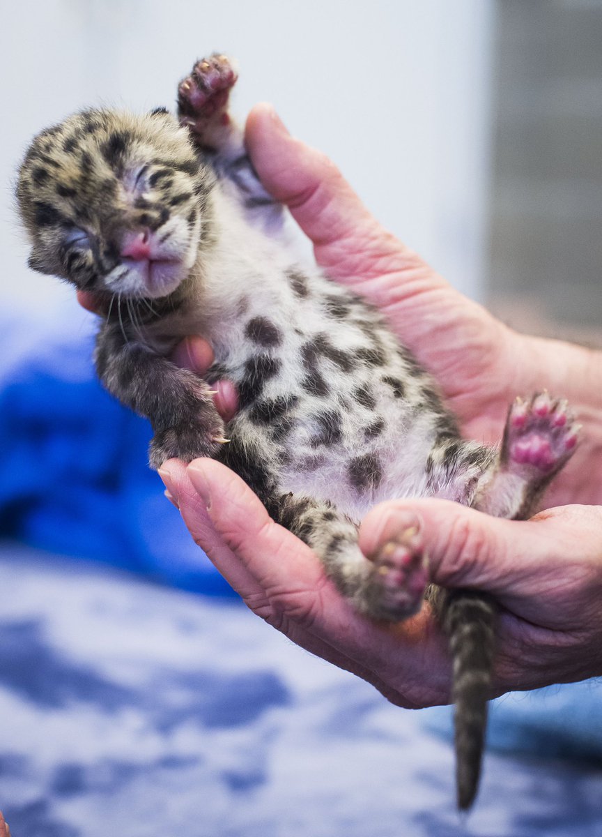 Clouded leopard cub throwback for #InternationalLeopardDay 🐾 Clouded leopards are a special part of our Zoo. We’re part of the Species Survival Plan that keeps zoo populations healthy to support animals in the wild, and we collaborate with other zoos to help this elusive cat. 🤎