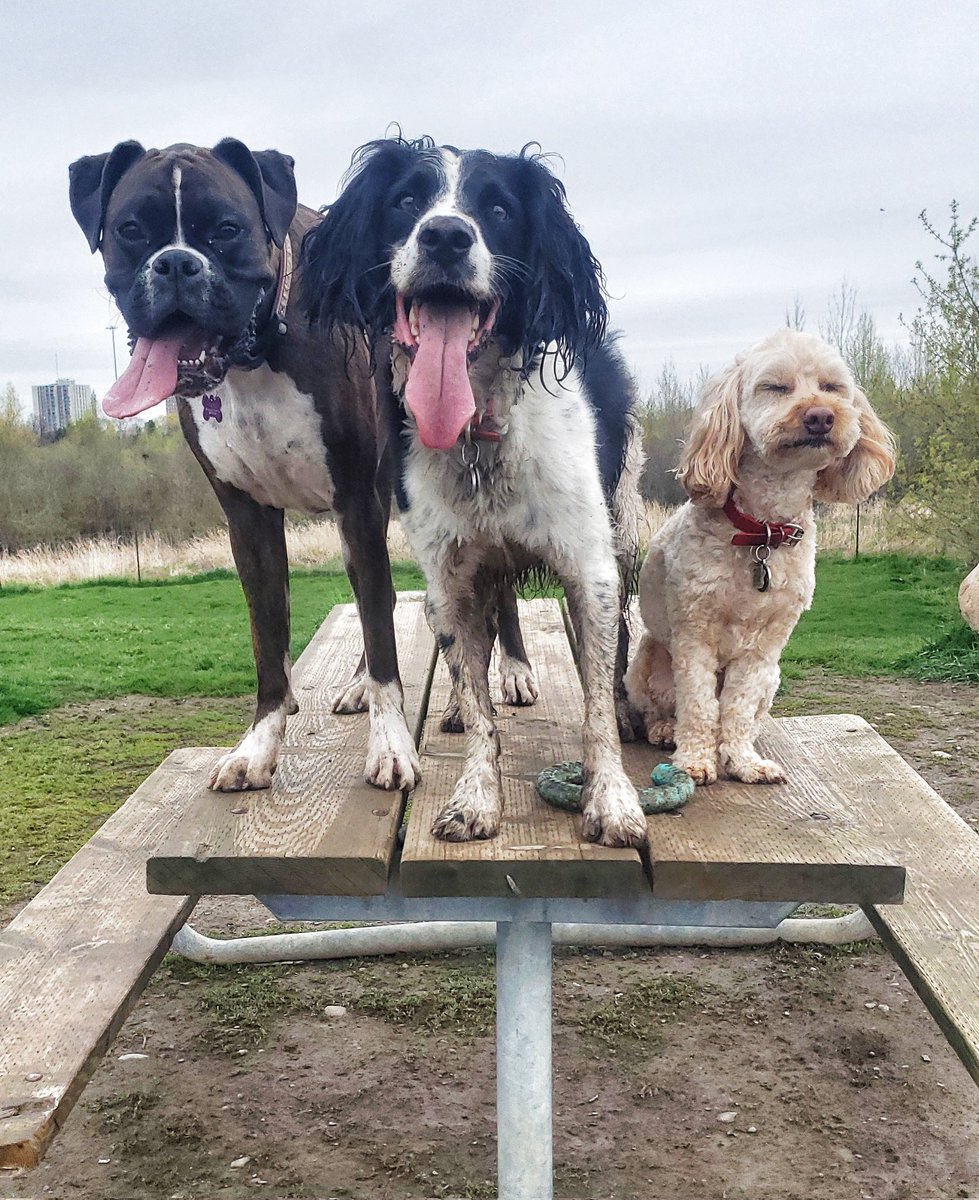 It's the weekend and we have to show off this week's posing pups! 🐾❤😁🐕🐶❤🐾 #posingpups #happydogs #walkinthedoginwhitby #walkinthedog