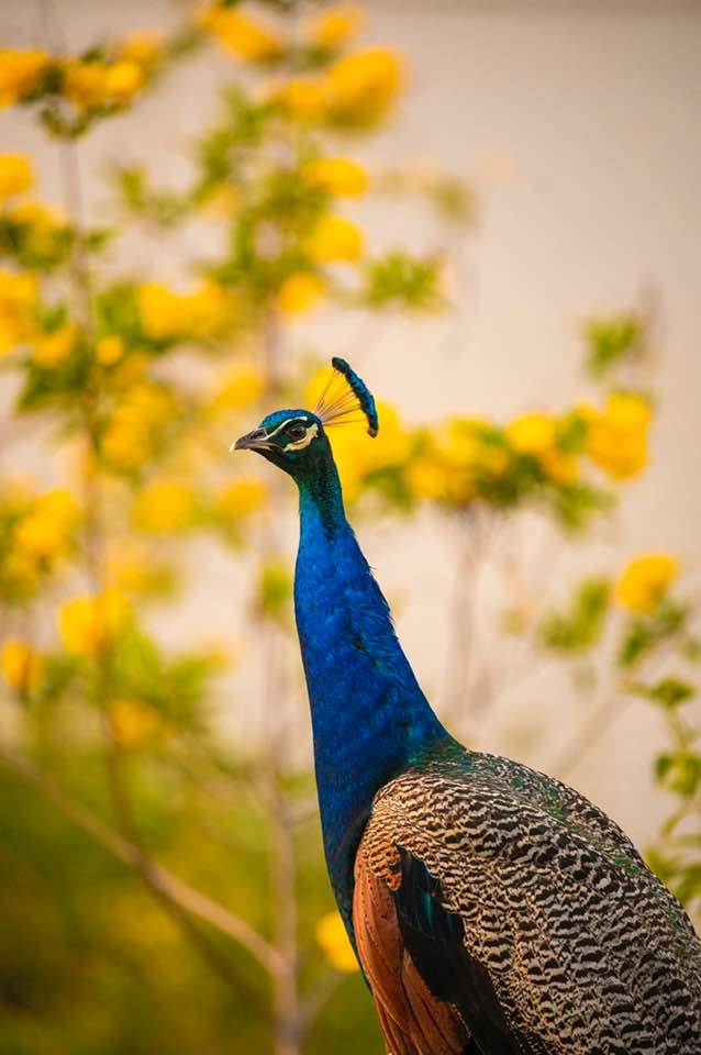 Good morning and good day 

#theme_pic_India_birds 
#BirdsOfTwitter #myclick #Nationalbird