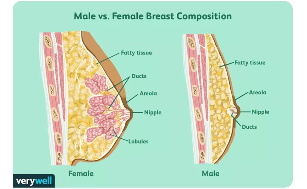 @LeeEngl90947087 @MForstater @LLLGB @ThirdSector Here you go...

And to be fair, it was milk *glands* that I meant to say, rather than ducts.

Are you suggesting that a male will spontaneously grow milk glands (the lobules in the diagram below) if taking oestrogen, not just fatty tissue?