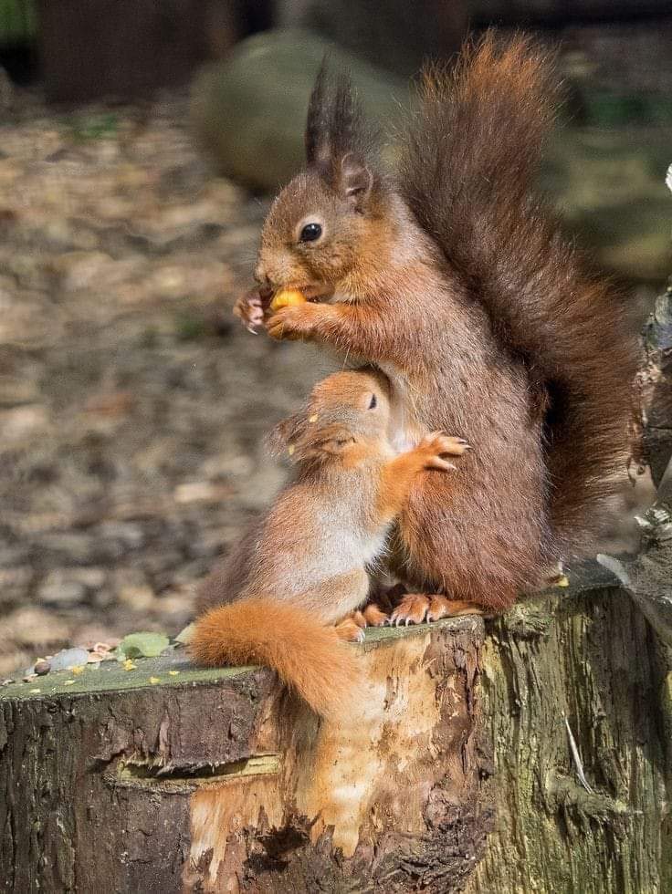 Mother's love ❤️🐿️