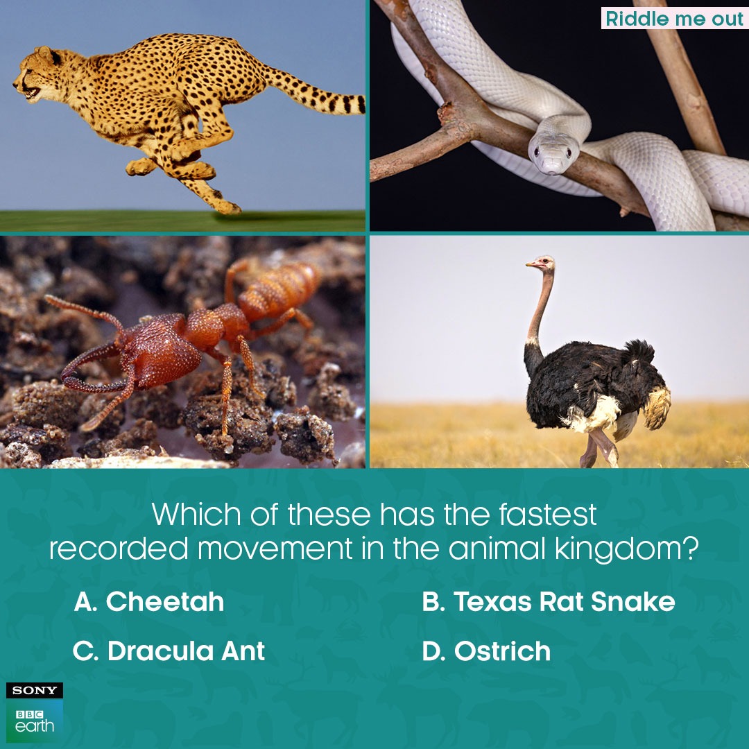 These carnivorous creatures are found in the tropics of Africa and Asia and have been known to partake in cannibalism, of sorts.​

#SonyBBCEarth #FeelAlive #Nature #Wildlife #RiddleMeOut #Cheetah #TexasRatSnake #DraculaAnt #Ostrich