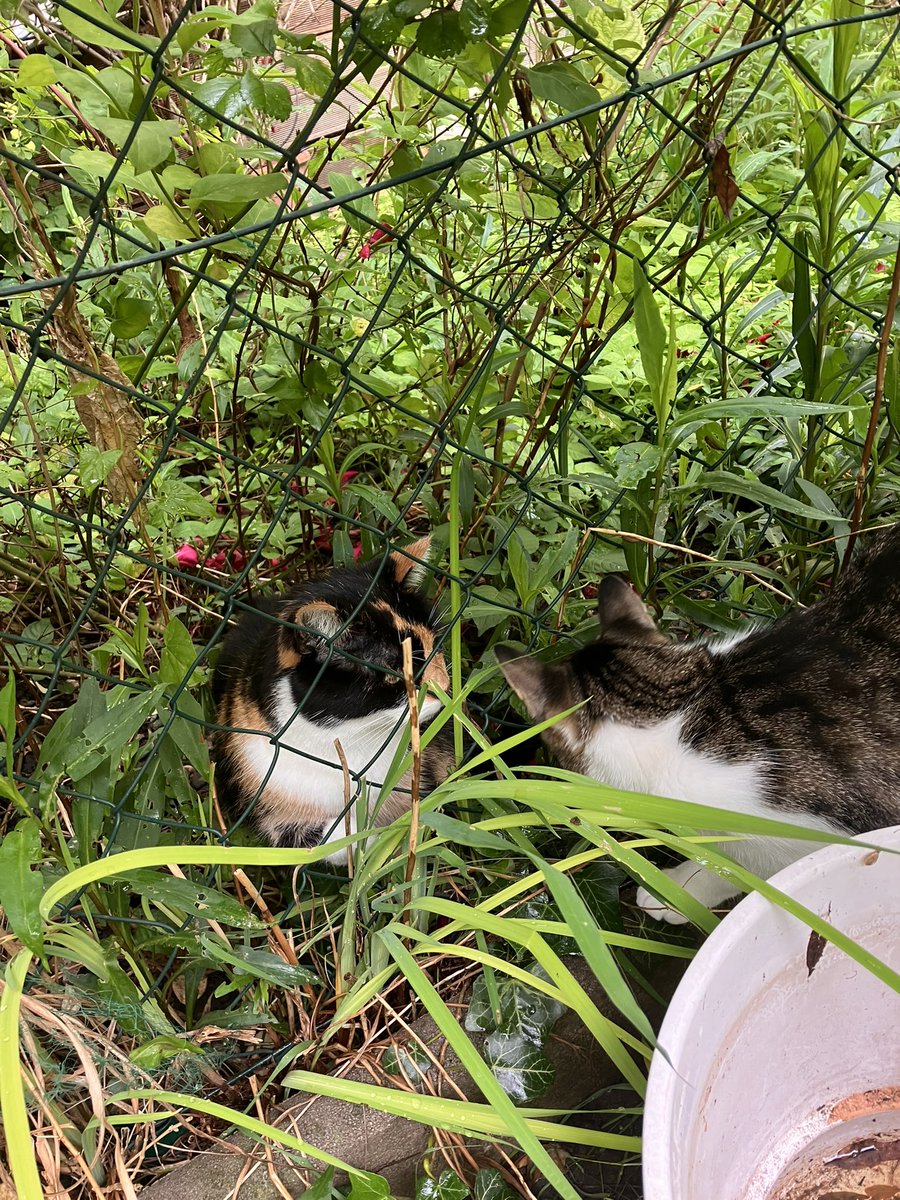 we are making new friends in the garden 😻😻 #hedgewatch