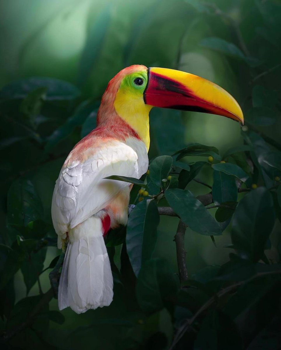GOOD MORNING 💥 MY X FAMILIES 
          🌿 Hidden in the wild, a glimpse of nature's rare magic ✨️- the leucistic Chestnut - billed Toucan🤩 A true unicorn 🦄 of the tropics 🌎...