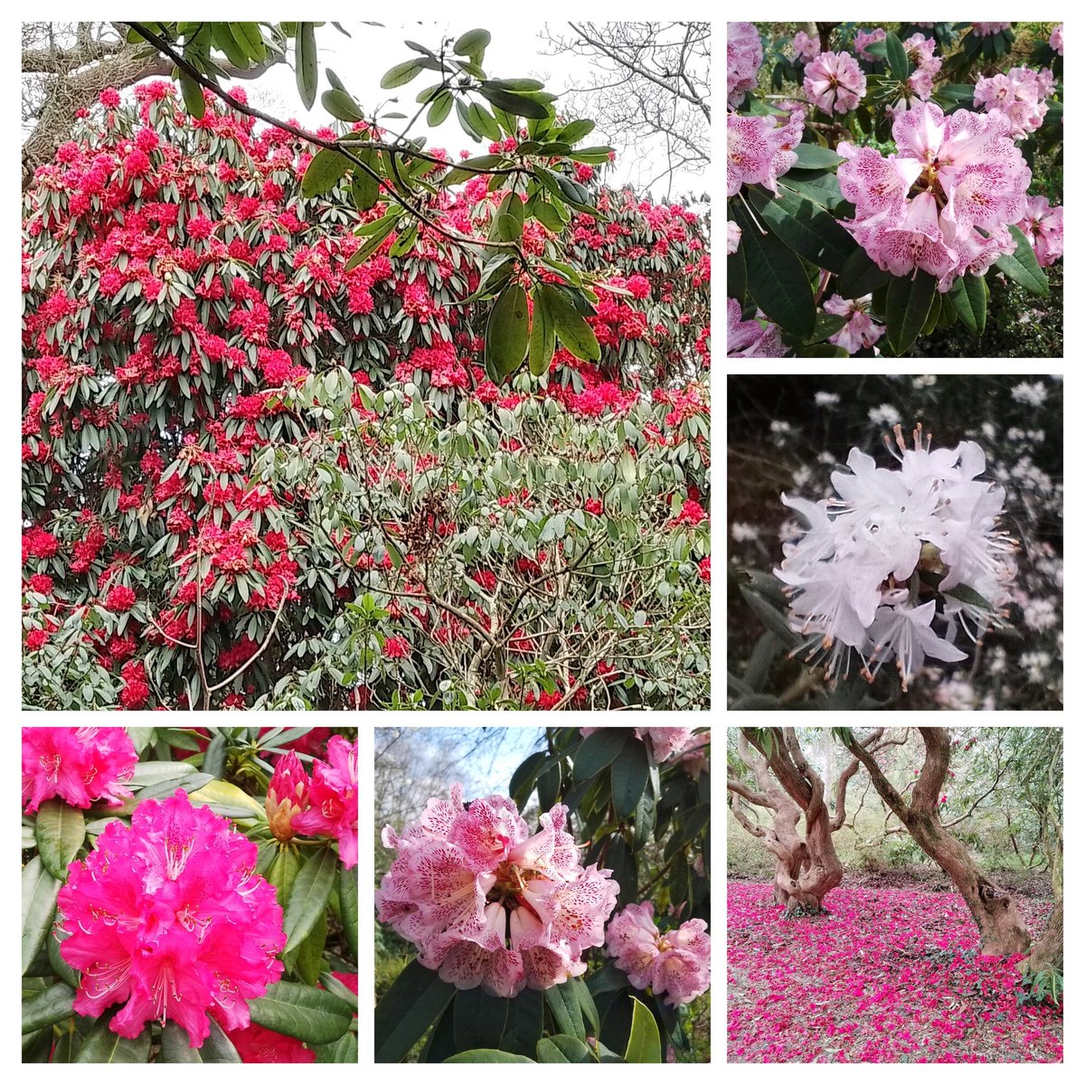 Some seasonal Rhododendrons for your Saturday #sixondaturday @exburygardens @FurzeyGardens