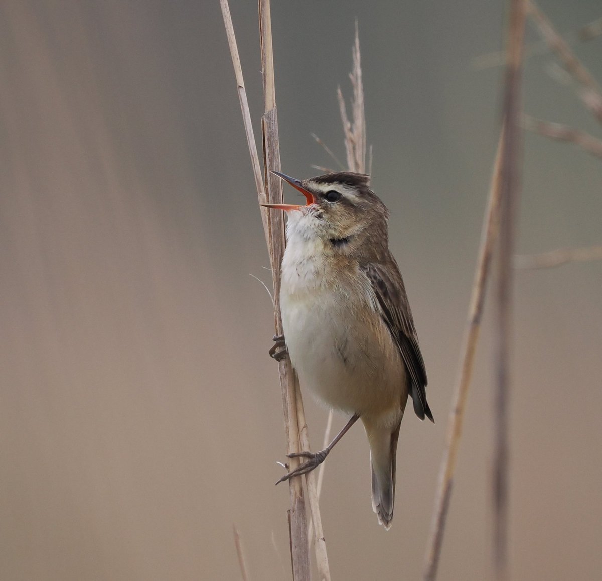 Sedge Warbler at full volume! This bird repeatedly climbed reeds beside the boardwalk at @RSPBMinsmere in order to sing #birds #birdphotography #wildlife #wildlifephotography #nature #NaturePhotography @Natures_Voice @suffolkwildlife @BtoSuffolk @NatureUK @BBCSpringwatch