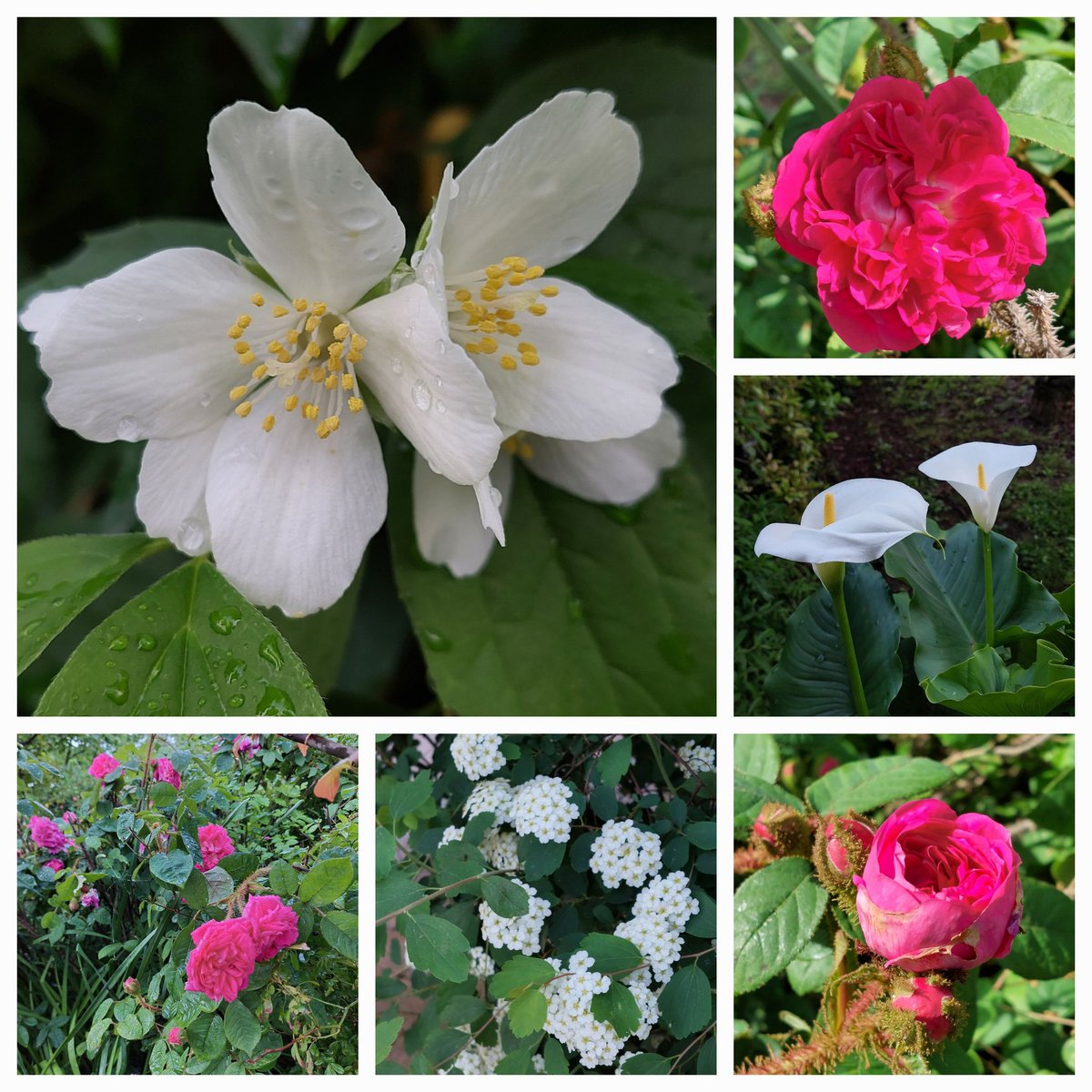 White and pink flowers in the garden this week! #SixOnSaturday #garden #mygarden #May #flowers #GardeningTwitter #GardeningX Happy weekend!! 🌿💮🌿🌸🌿💮🌿