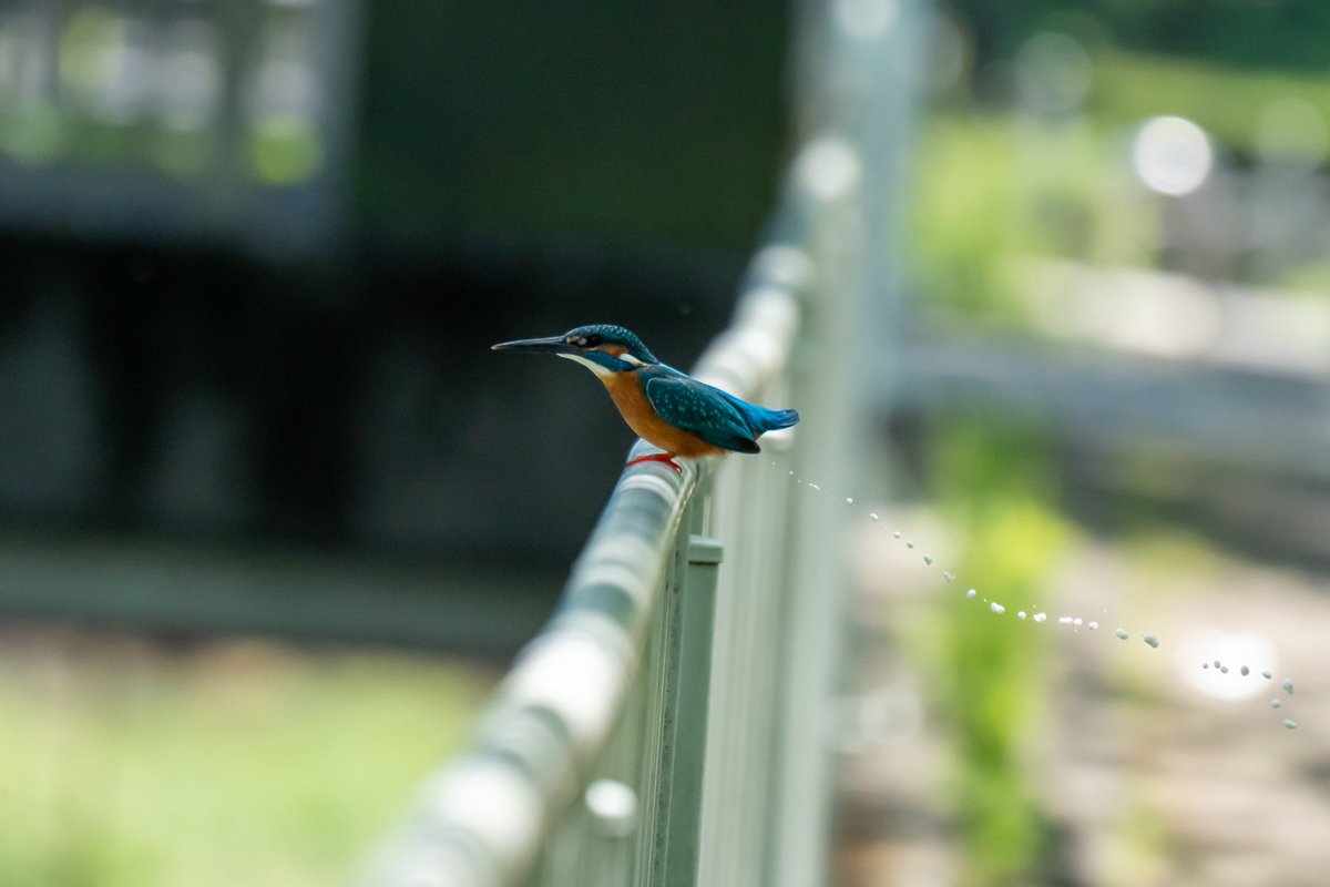 暑いので涼しげな写真でも

#カワセミ #翡翠 #kingfisher #野鳥撮影 #wildbirds #sonyalpha #alpha_newgeneration #SEL70200G2 #SEL20TC  #japan #tokyo #birdwatching
#birdphotography