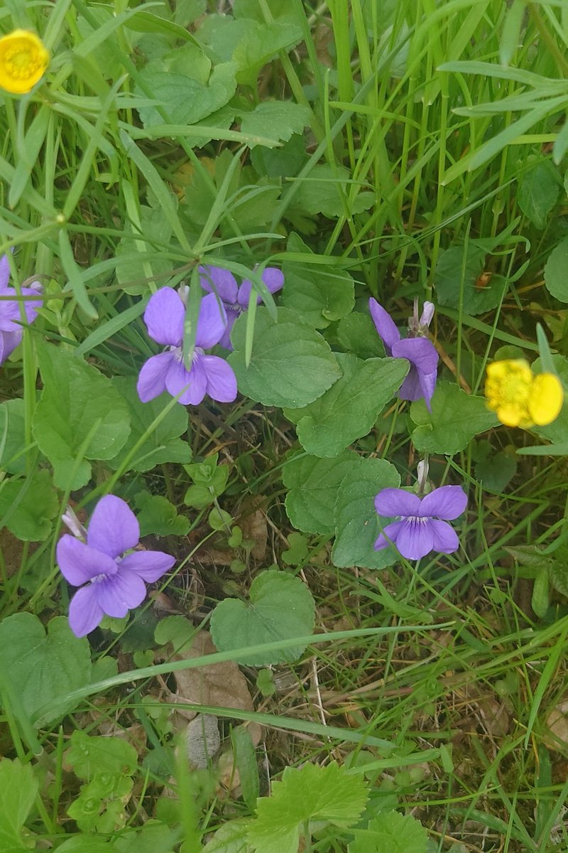 4 maj:  Blå violer finns det några olika arter av i Sverige. Detta är ängsviol Viola canina 
#biologiskmångfald