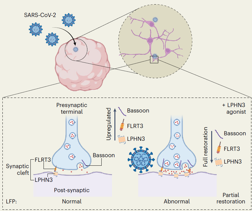 News & Views about SARS and Synapses, commenting on our recent article and beyond, is out @NatureMicrobiol: www-nature-com.insb.bib.cnrs.fr/articles/s4156…