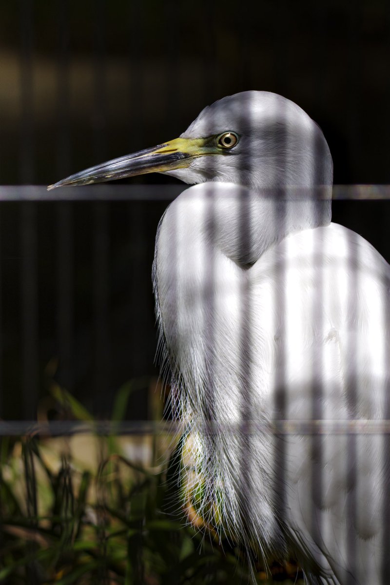 気合いが入ってレタッチした子たち

#PENTAX
#pentaxk3mkiii
#pentax_dfa150450