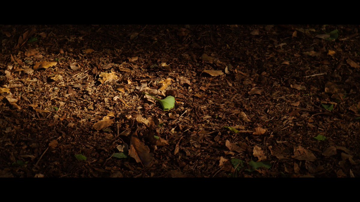 'IN THE PARK' shot on BMPCC4K youtu.be/mzZbi03_2gQ?si… @YouTubeより