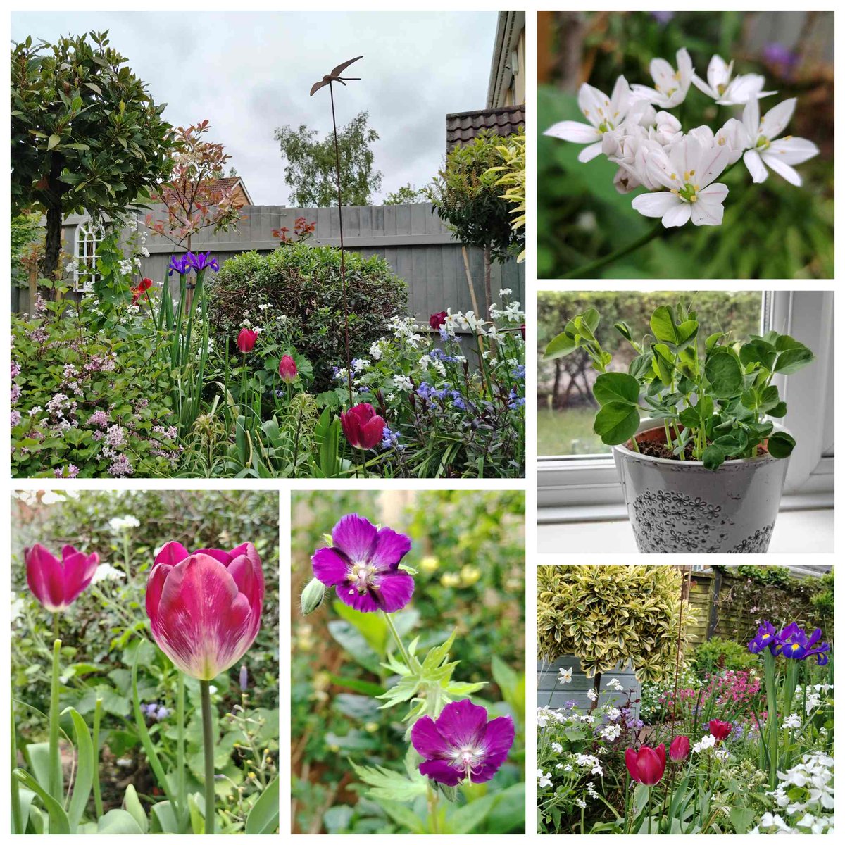 In today's #SixonSaturday... a few views of the garden, late flowering Tulips, an Allium, Geranium phaeum and pea shoots onemanandhisgardentrowel.wordpress.com/2024/05/04/six…
