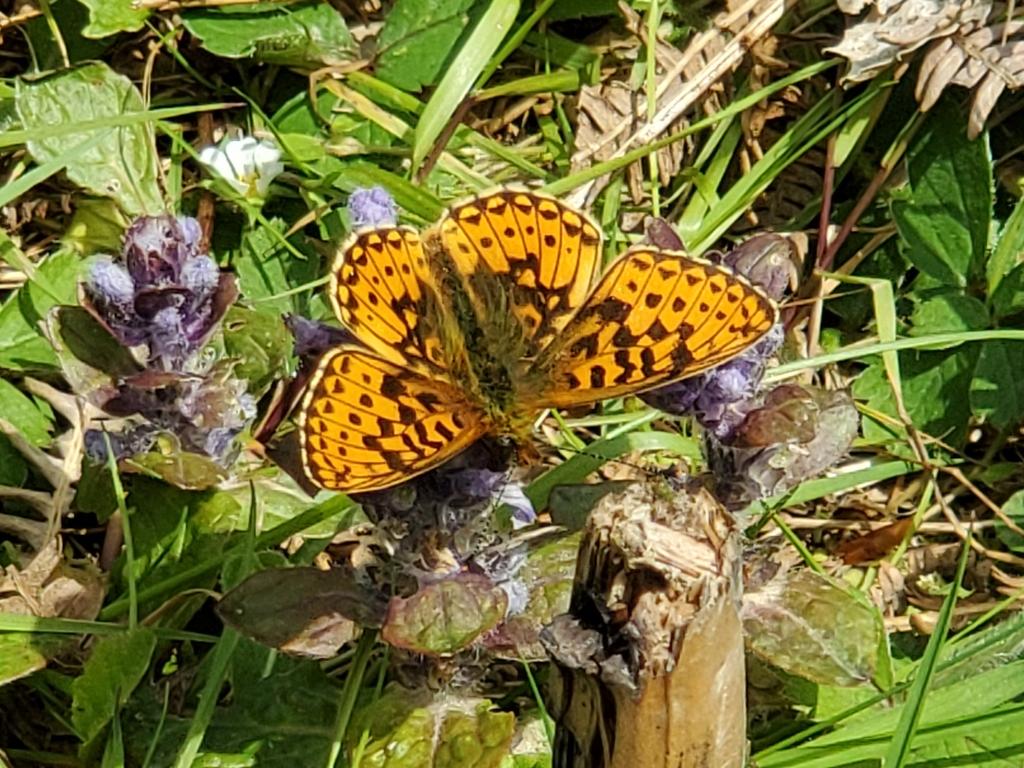 Hurray! Pearl-bordered Fritillary out at Rewell Wood #Arundel #SouthDowns @BCSussex @SussexWildlife @savebutterflies @sdnpa