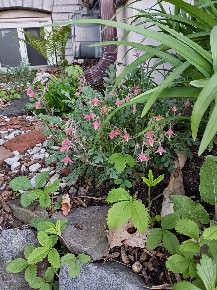 The Prairie Smoke are really flourishing this spring #Tkaronto