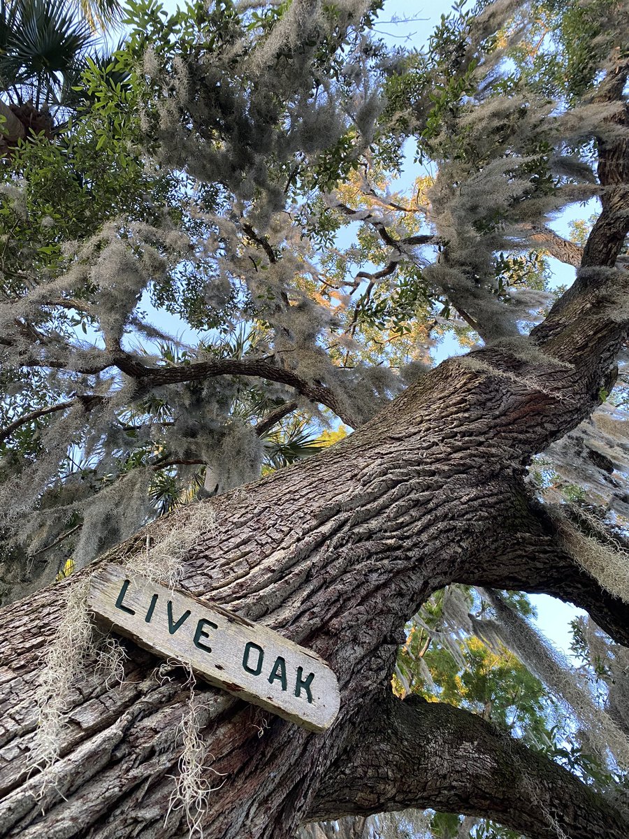 The Old Florida vibe is strong here in Mt. Dora. I started the morning with screaming owls and a bellowing alloy.