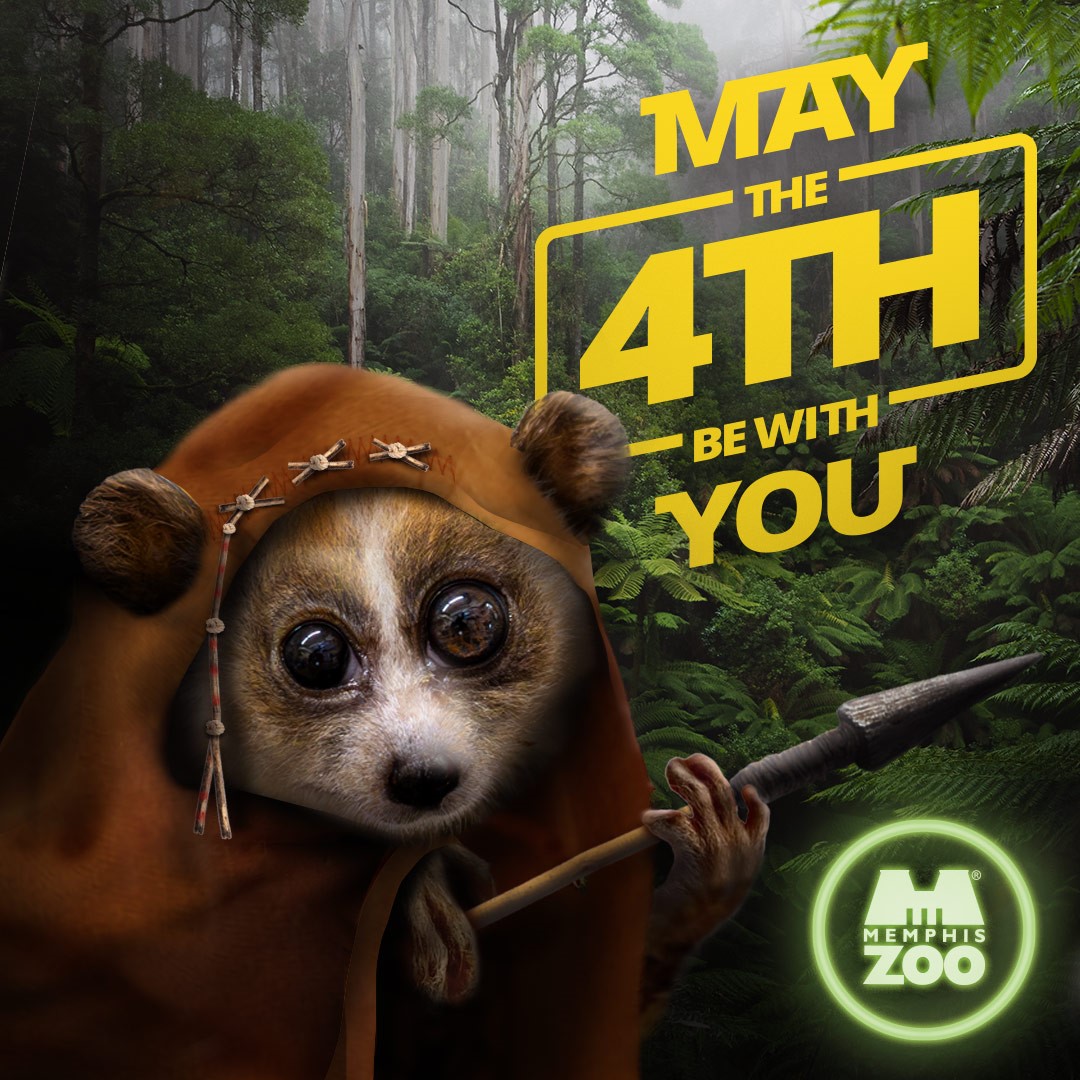 May The Fourth Be With You. Come see us, you will. 👋 #memphiszoo #Gizmo #StarWars