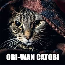 When Star Wars day and Caturday collide 😁😂 May the force be with you my friends, today and always. ❤️ #mtfbwy #StarWars #ThisIstheWay