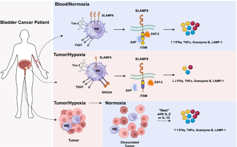Bladder cancer TME-specific TGF-β & hypoxia directly suppress NK cell function via O2-dependent reduction in SLAMF6 signaling @AdamFarkasPhD @BhardwajLab @michelle_a_tran @michelle_a_tran @DrJohnSfakianos @AmirHorowitz biorxiv.org/content/10.110…