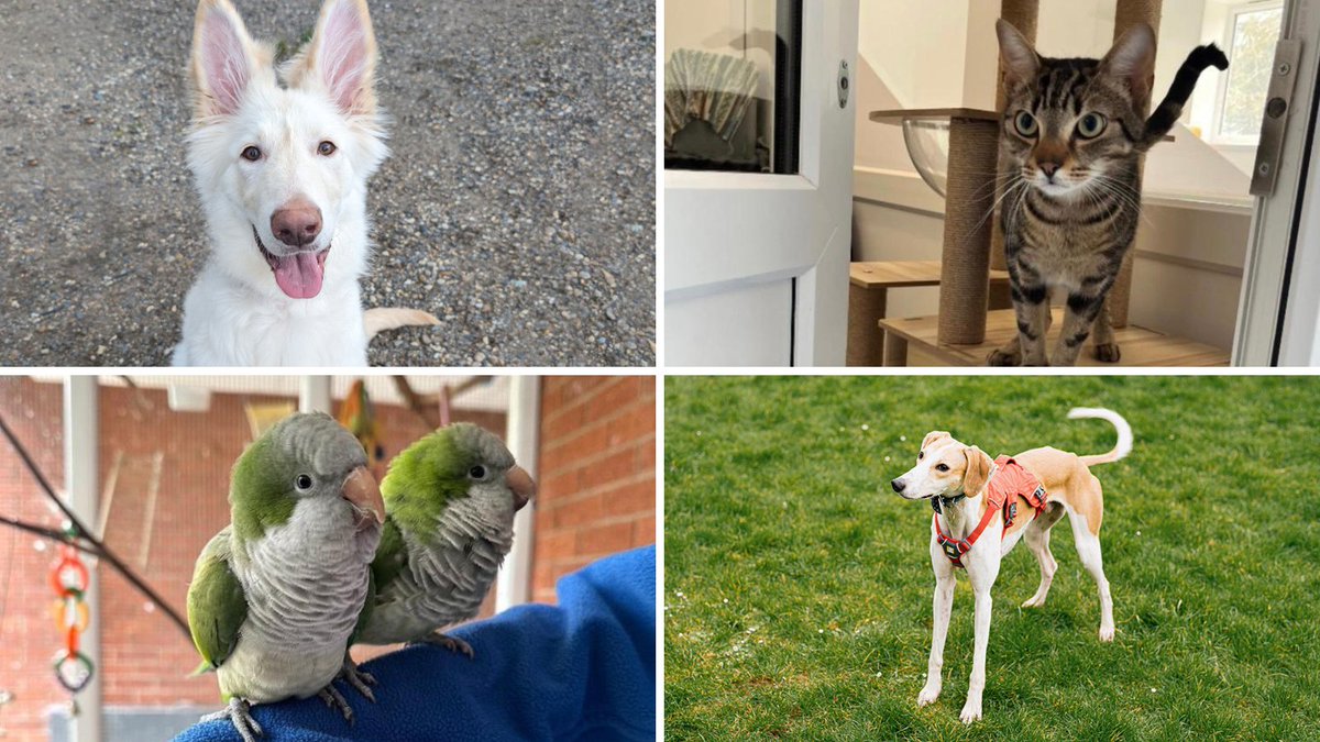 Is the adoption force strong this #StarWarsDay? 🌌 Thankfully these cuties aren't in a galaxy far, far away... they're at a rescue centre near you! 👇 Obi: bit.ly/44iq0wa Yoda: bit.ly/3WjgQOg Chewie & Yoda: bit.ly/3wk1aiY Luke: bit.ly/3UjMl87
