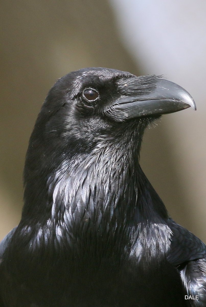 Close up to a Raven near Chester  beautiful big birds much bigger than a crow you can actually hear the beats of the wings as they fly above you.  #Ravens @chestertweetsuk @Natures_Voice @britishbirds @Birds_UK @DeesideDotCom @ChronSallie