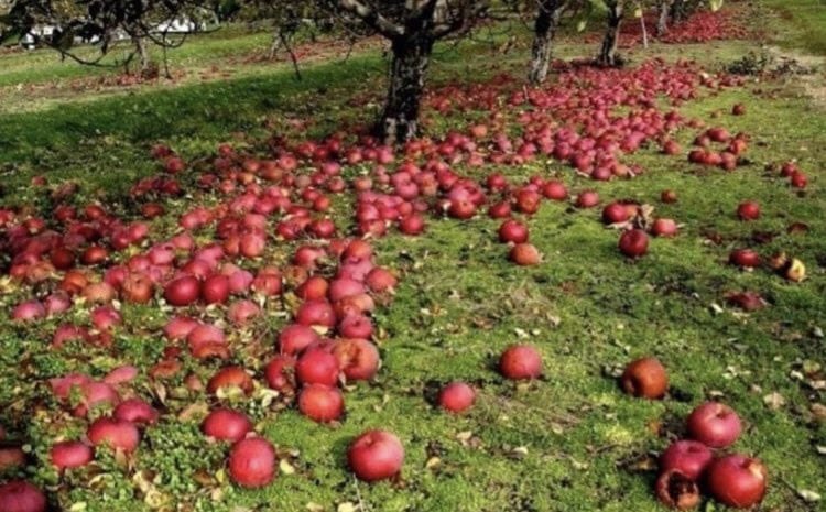 يتساقط التفاح في أيسلندا ، ماذا يتساقط في بلدك ؟