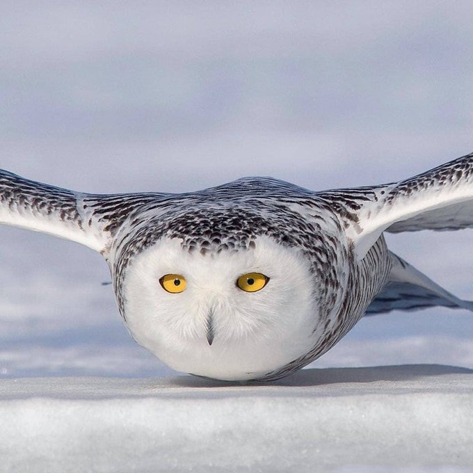 This snowy owl skimming along the snow covered ground [📷 Jon Groves]