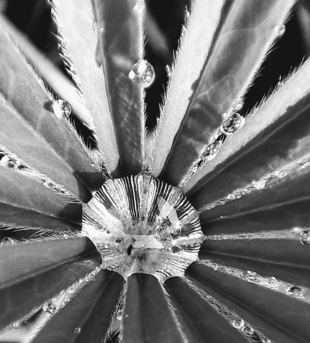 #bnw_macro @BNW_Macro raindrops on the leaf of the Lupin, I wonder where the fine lines in the center drop come from, reflection of some kind 🤔. Enjoy your day ☕🙋🏼