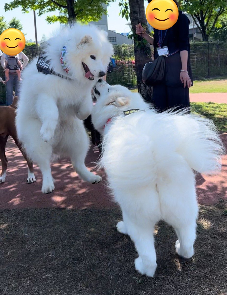 またこの子は、、お姉ちゃんに会えたのが嬉しくて浮いてる🐻‍❄️ #サモエド #samoyed #犬のいる暮らし #犬のいる幸せ #もふもふ