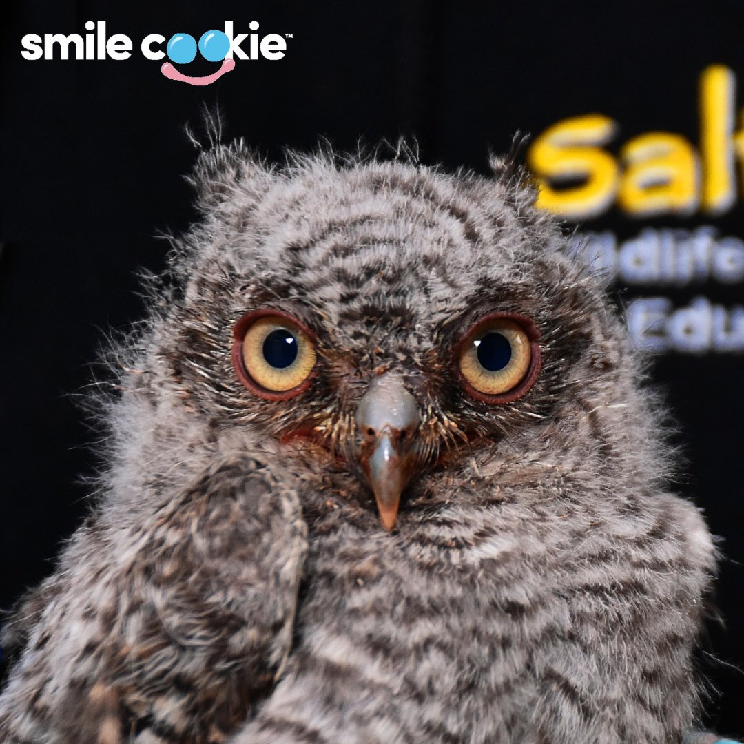 1/3 Your #SmileCookie purchase will help us provide a lifeline to the 60+ #birdsofprey patients that our #RaptorCrew tends to annually. 🍪🦉