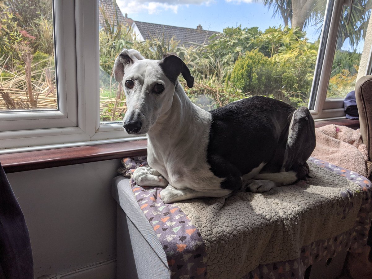 I chased 2 squizzers in the graveyard this morning 🐿️🐿️😈 (this appawrently hurt dad's bad shoulder) and then there was a cat in the garden! I have been on cat watch for 30 minutes since then and plan to continue for quite some time yet!