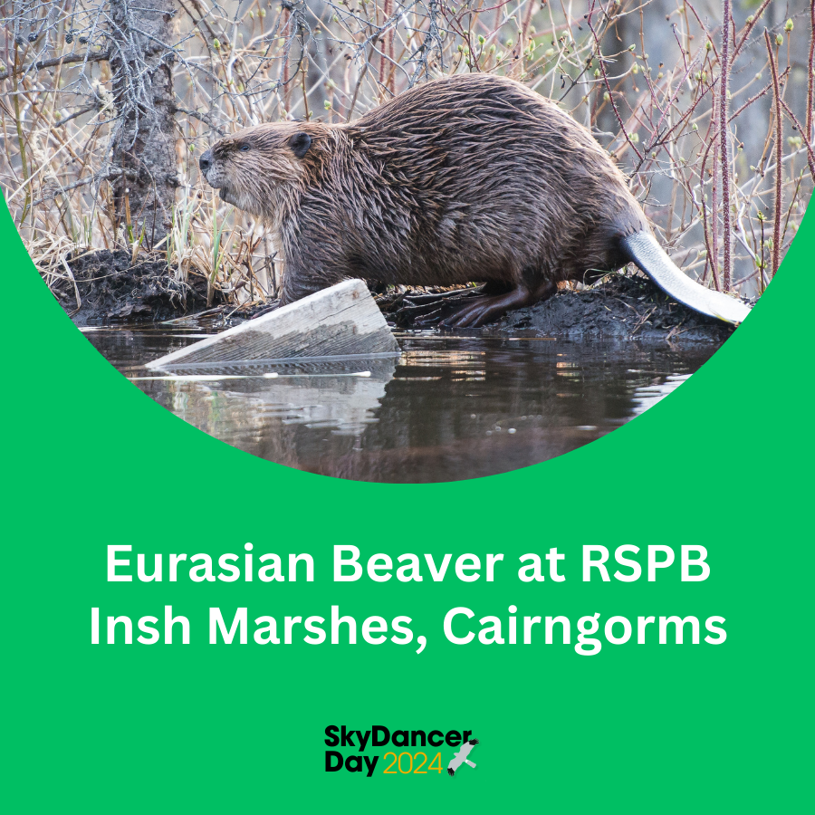 We're diving into the Eurasian Beaver release program at @RSPBScotland Insh Marshes as part of #SkyDancerDay2024 ! 

This innovative project is bringing back a keystone species. 

📺Watch Now: youtube.com/watch?v=kNnVDd…