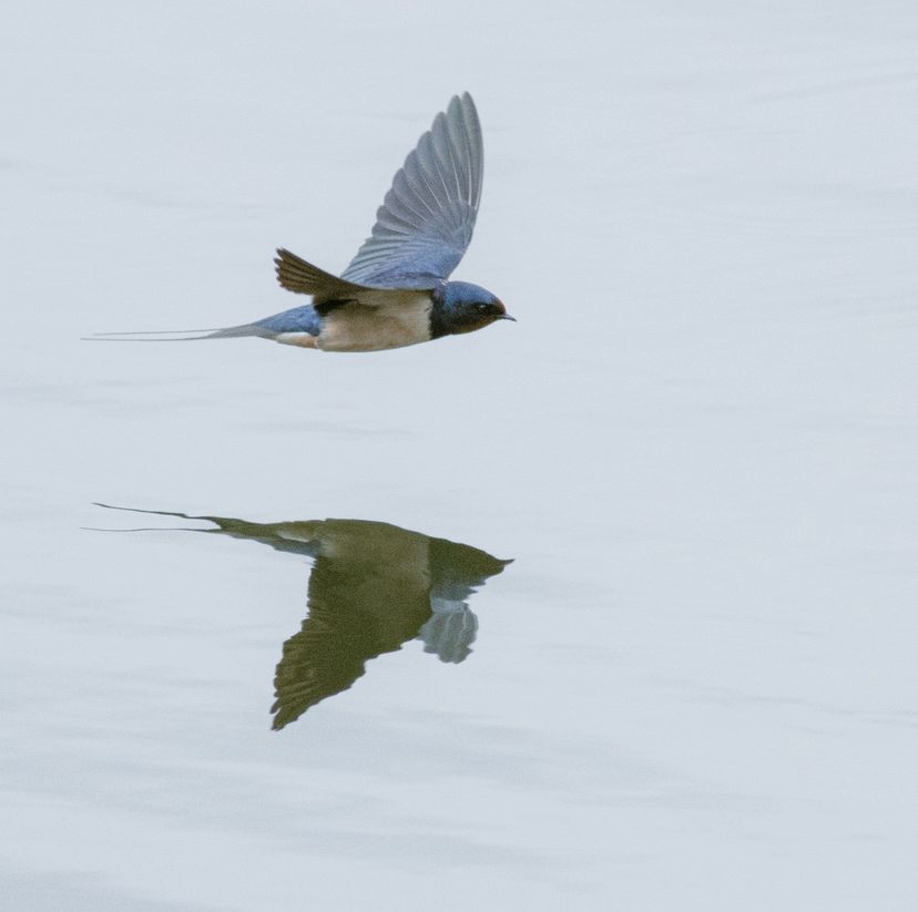 🪶Did you know that YSP is a haven for birds, from our resident herons to migrating birds who visit each year. Look out for our feathered friends if you're visiting this bank holiday weekend 👀

🔗 ysp.org.uk/visit-us

📷️ @PDKImages

@MyWakefield @Expwakefield @ClimateWakey