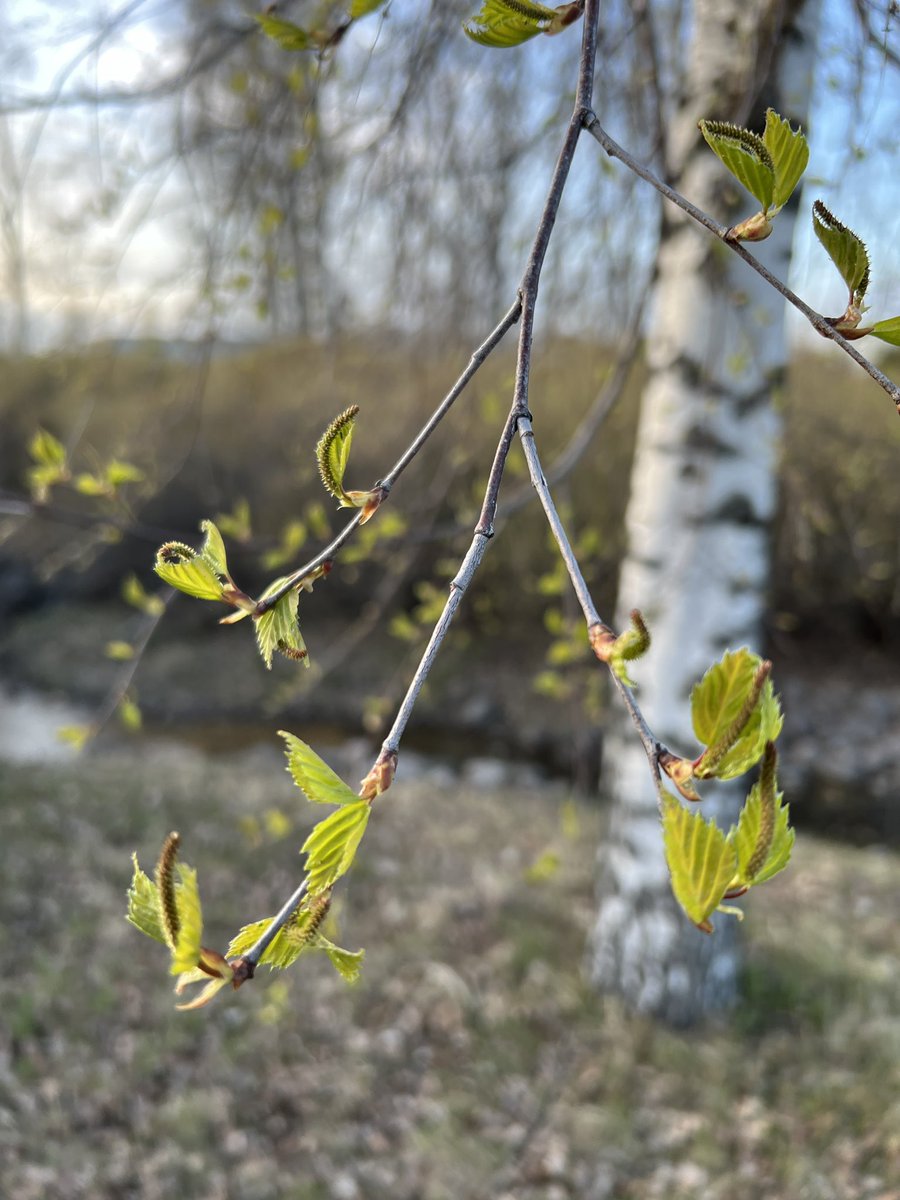 Kevät tulee
Sitä ei voi pysäyttää
Kevät tulee
Valo kooman lävistää

-Anssi Kela

#kevät