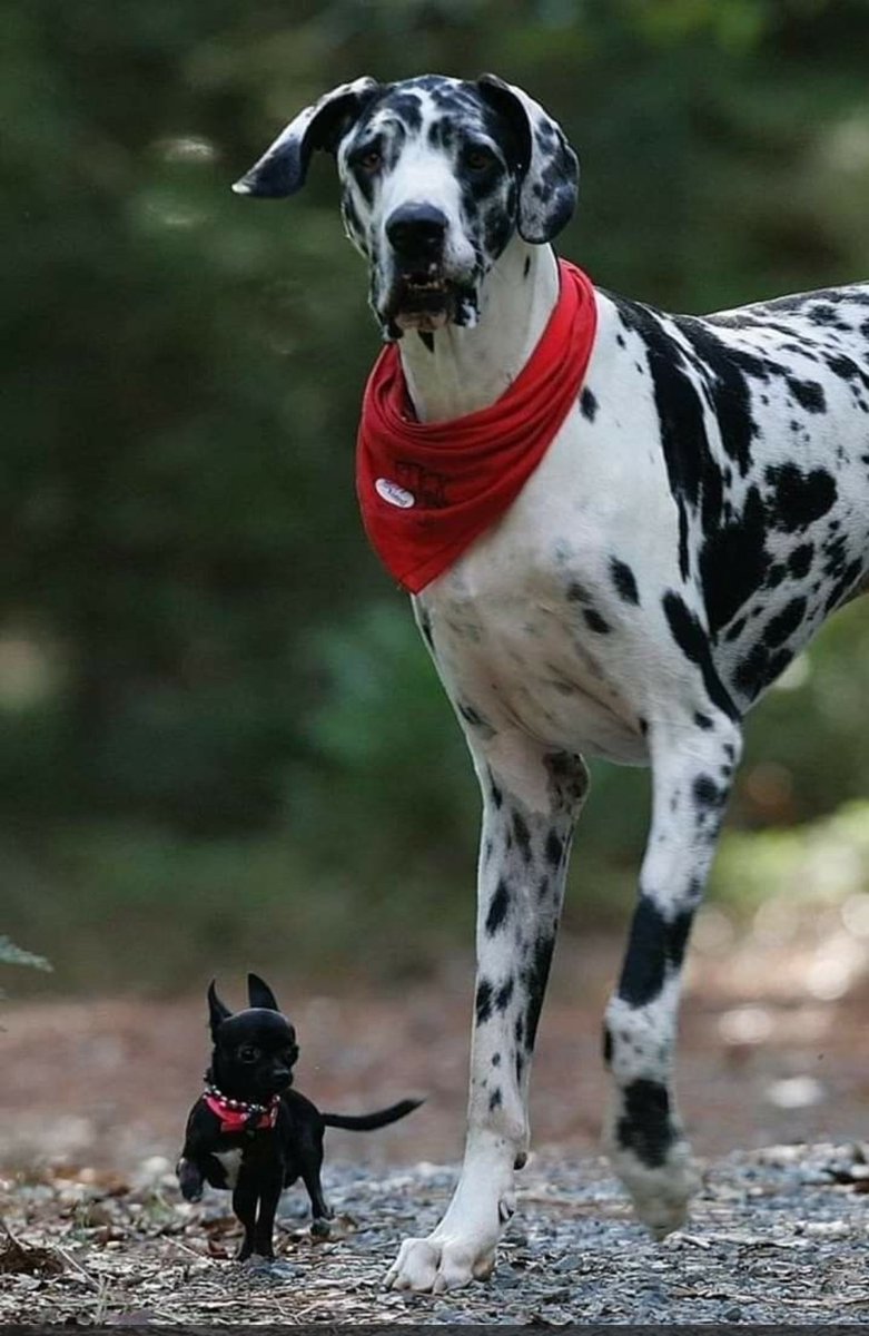 @noahsflood_ @GadSaad @piersmorgan Just look around! For example, different breeds of dogs are, in fact, different species. It's obvious that toy terrier and great dane are  different species.