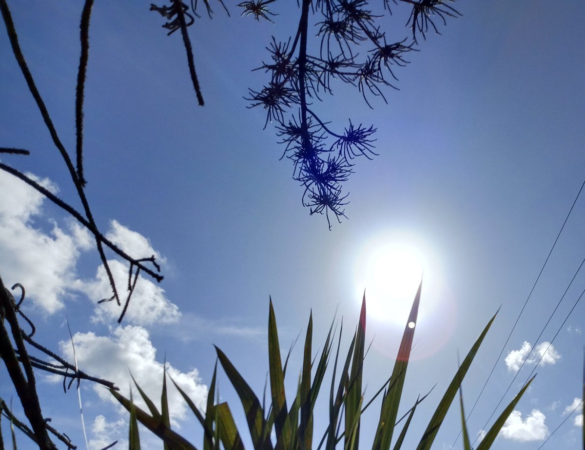 @JorgeG179 #Miami #Sky #Sunshine  #Palmtrees #photo #photodaily #phototoday #photooftheday #photograph #photographer #photography #photooftheweek #photos #photosession #photostudio #skyphotography #sunrays #sunflares #lensflare #SunshineMorning