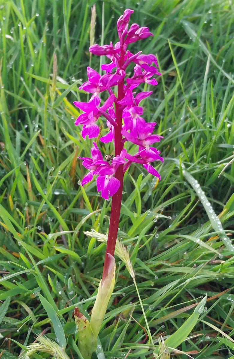 It's been a good year for Early Purple Orchids on Stinchcombe Hill, in part due to better grassland management. Whitethroats back on territory but only a single Lesser Redpoll on the move #GlosBirds